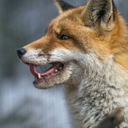  Телеграмм бот &laquo;FoxRandom&raquo; 
