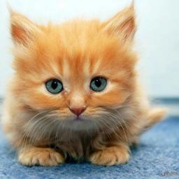  Телеграмм бот &laquo;Kitten bot&raquo; 
