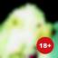  &laquo;..... ing&raquo; telegram channel 