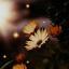  &laquo;✨Beautiful Life✨&raquo; telegram channel 