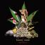  &laquo;luxury_weed&raquo; telegram channel 
