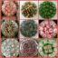  &laquo;Aneka Biskut Raya&raquo; telegram channel 