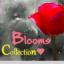  &laquo;Blooms_Collection&reg;&raquo; telegram channel 