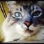  &laquo;ViotuneZap Blog & Music Corner (Photograph Blogs, Gaming and more!)&raquo; telegram channel 