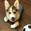  &laquo;Aww Cute&raquo; telegram channel 