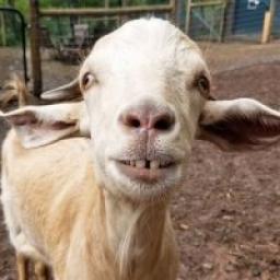  Телеграмм канал &laquo;Daily Goat&raquo; 