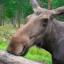  Телеграмм канал &laquo;Лось из Выхино&raquo; 