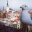  Телеграмм канал &laquo;Work in Estonia_ru&raquo; 